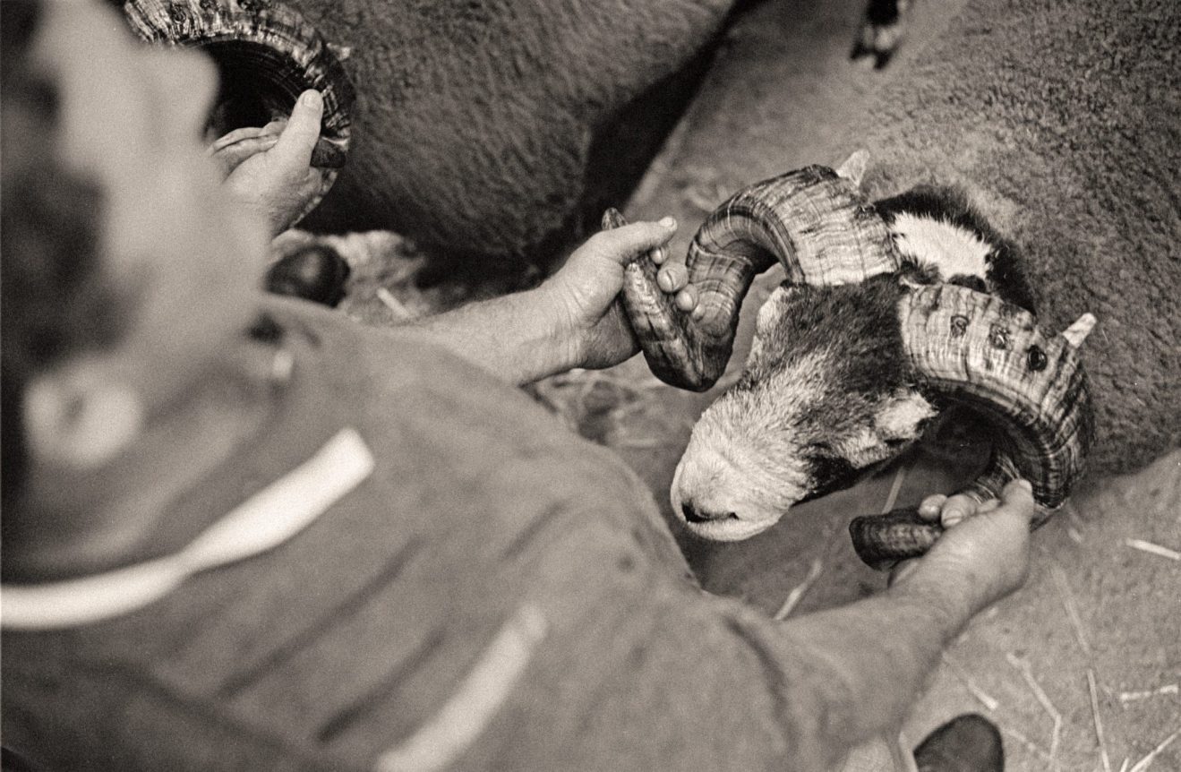 What is a tup? | Tupping time on a Scottish Sheep Farm